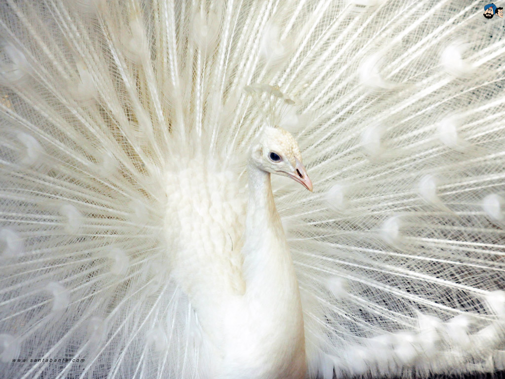 Birds Wallpaper - White Peacock Bird , HD Wallpaper & Backgrounds