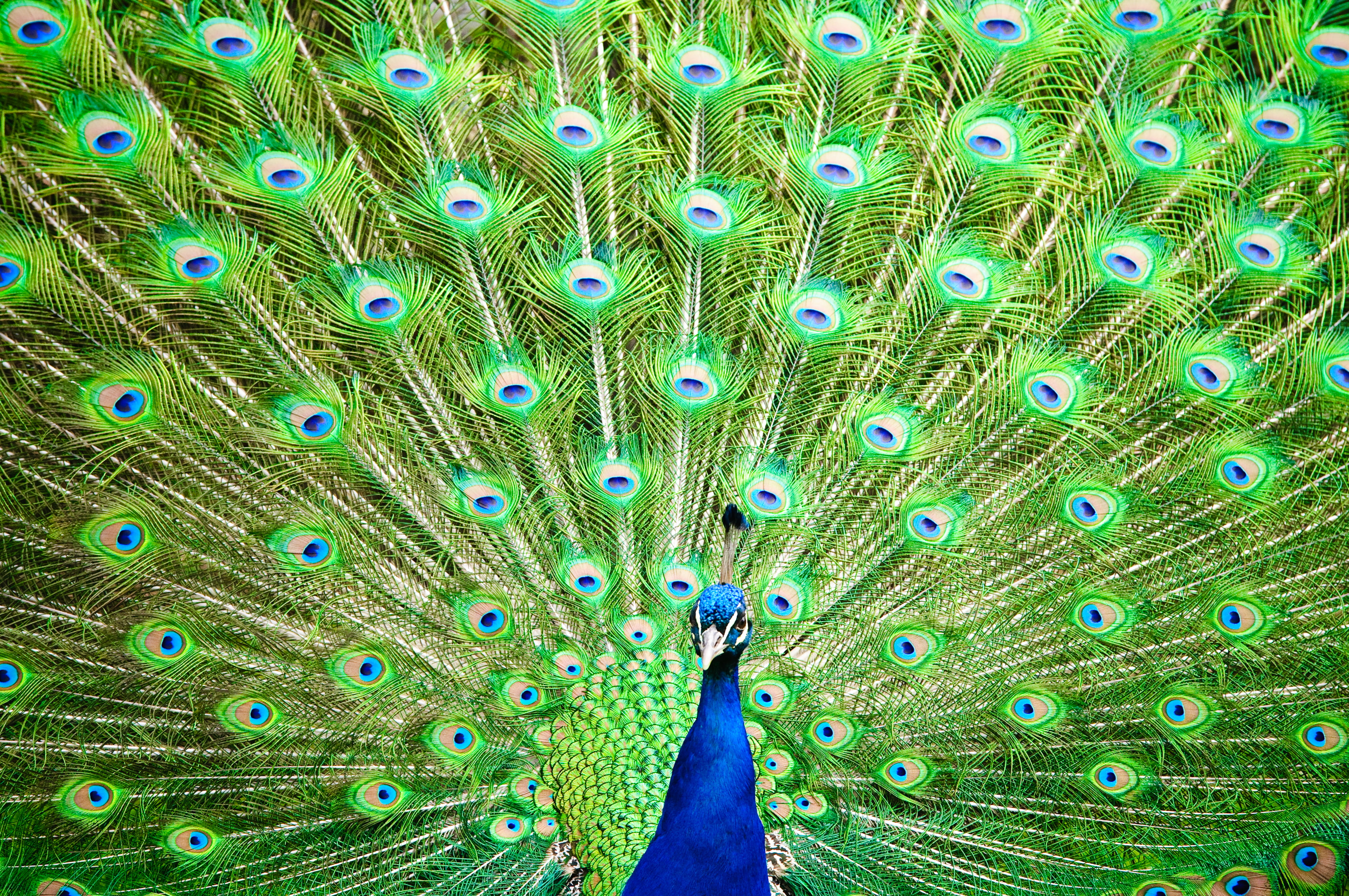 Open Feathered Green And Blue Peacock, Peafowl Hd Wallpaper , HD Wallpaper & Backgrounds
