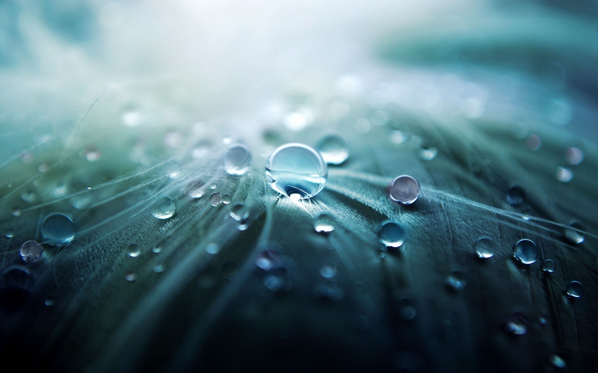 Feather Wallpaper - Water Drops On Fabric , HD Wallpaper & Backgrounds