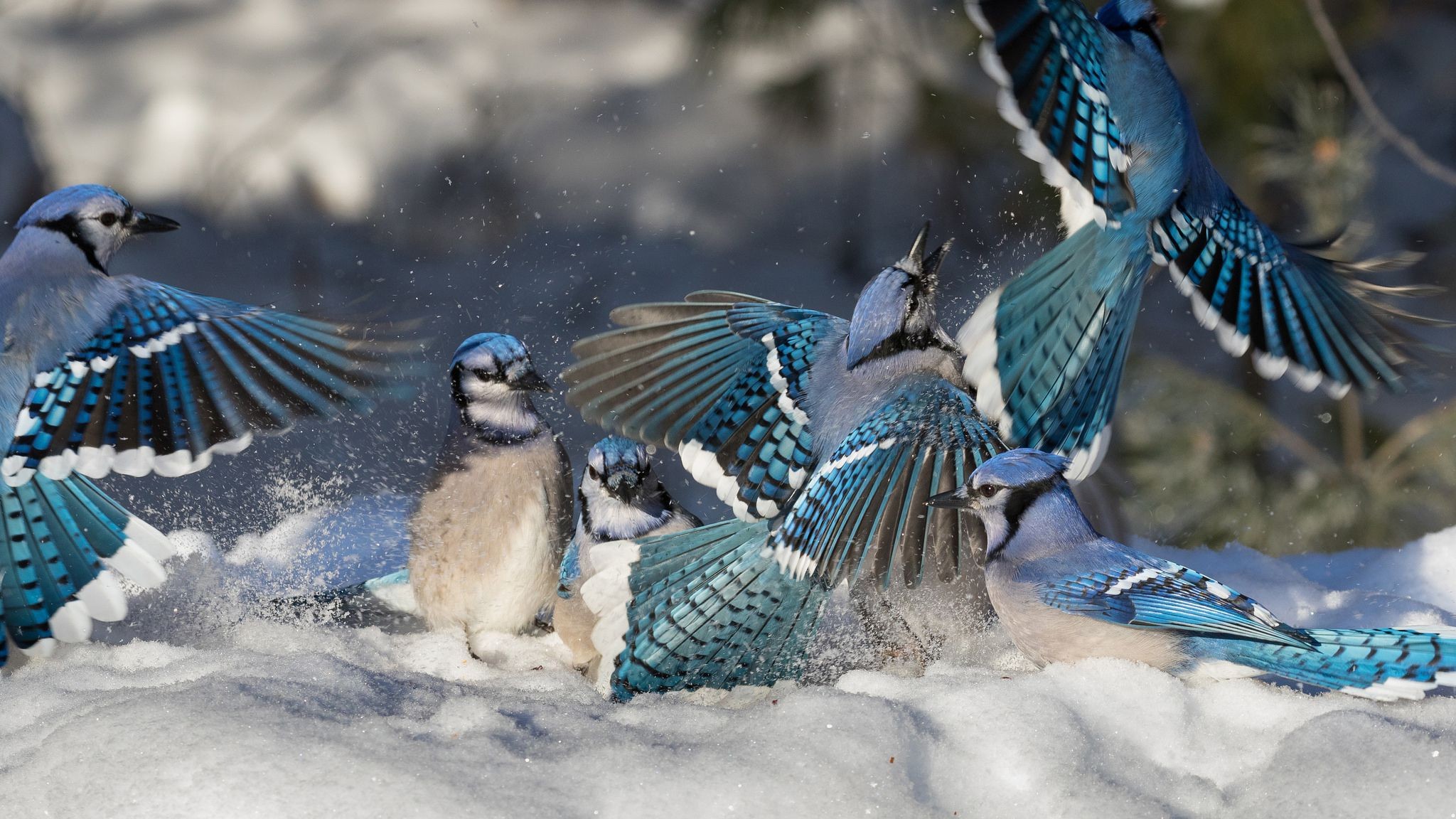 Toronto Blue Jays, Feather, Wildlife, Bluebird, Beak - Blue Jay Desktop Background , HD Wallpaper & Backgrounds