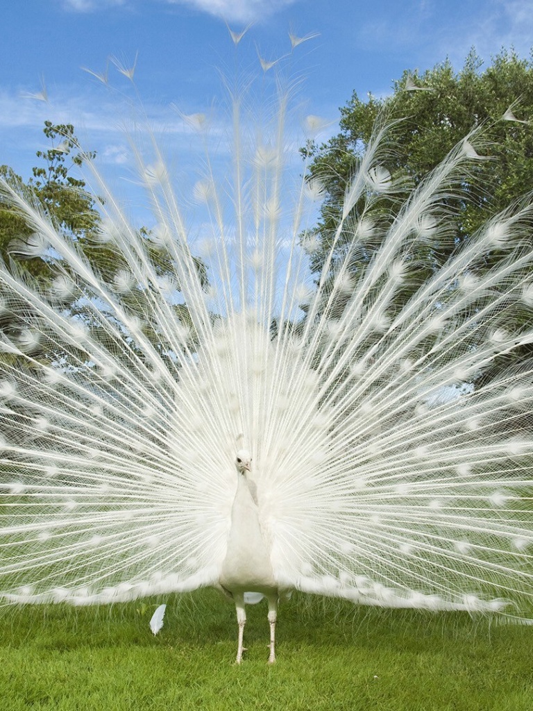 White Peacock , HD Wallpaper & Backgrounds