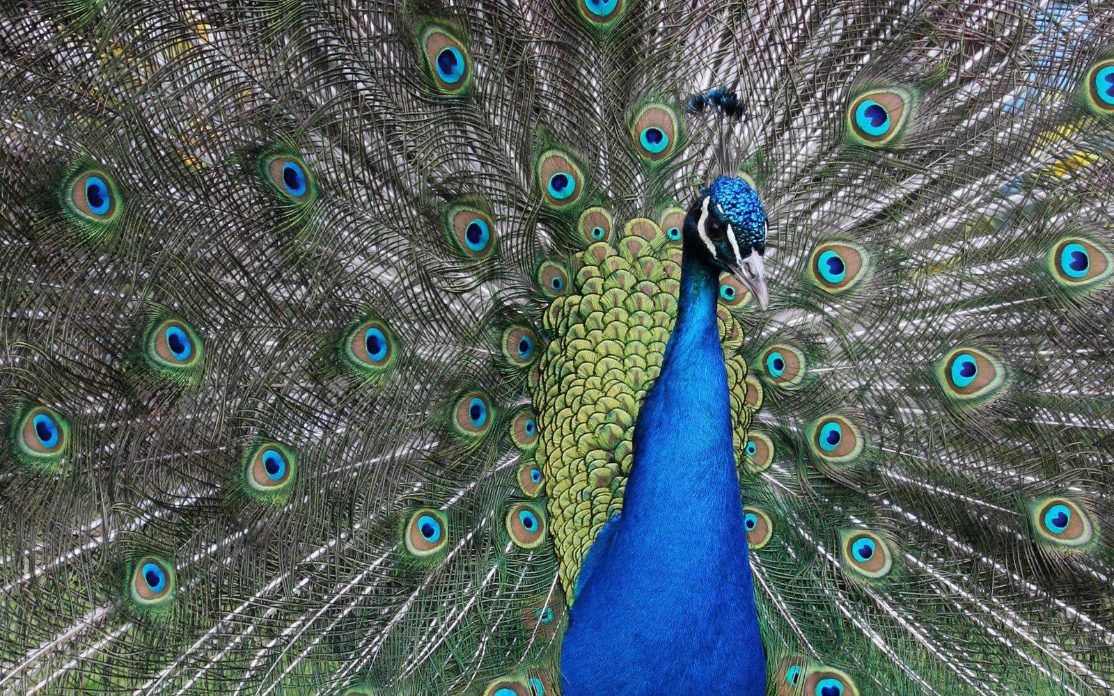 Desktop White Peacock Picture Wallpaper - Descargar Imágenes De Pavo Reales , HD Wallpaper & Backgrounds