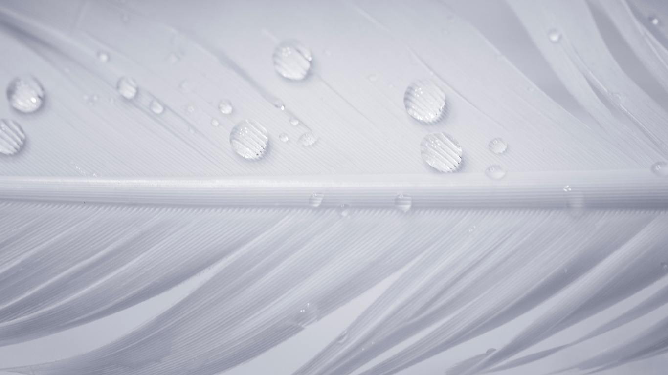Water Drops On White Feather Qz - Ceiling , HD Wallpaper & Backgrounds