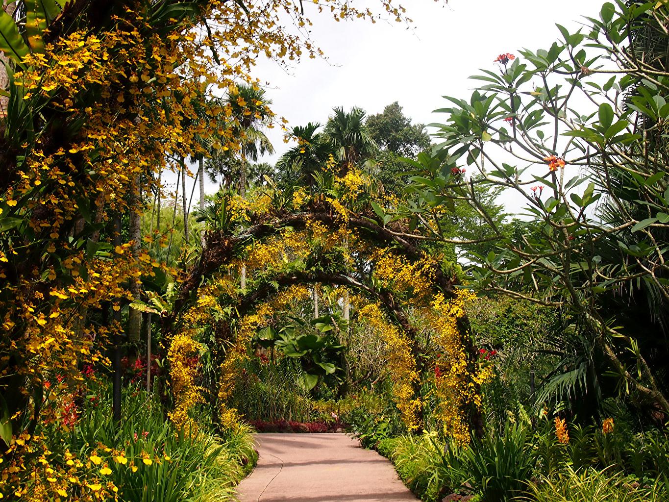 Botanical - Singapur Dschungel , HD Wallpaper & Backgrounds