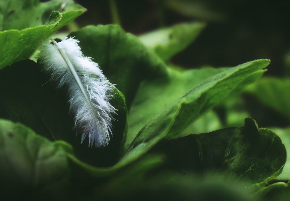 Closeup Photo Of White Feather On Green Leaf - Caterpillar , HD Wallpaper & Backgrounds