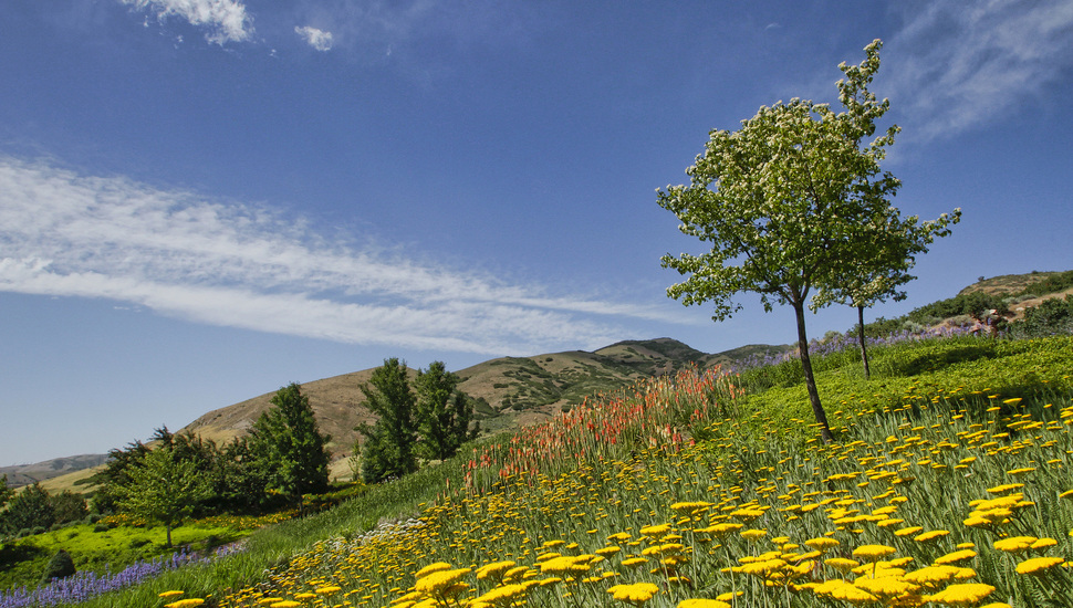 Flowers, Botanical Garden, Red Butte Garden, Salt Lake - Hill , HD Wallpaper & Backgrounds
