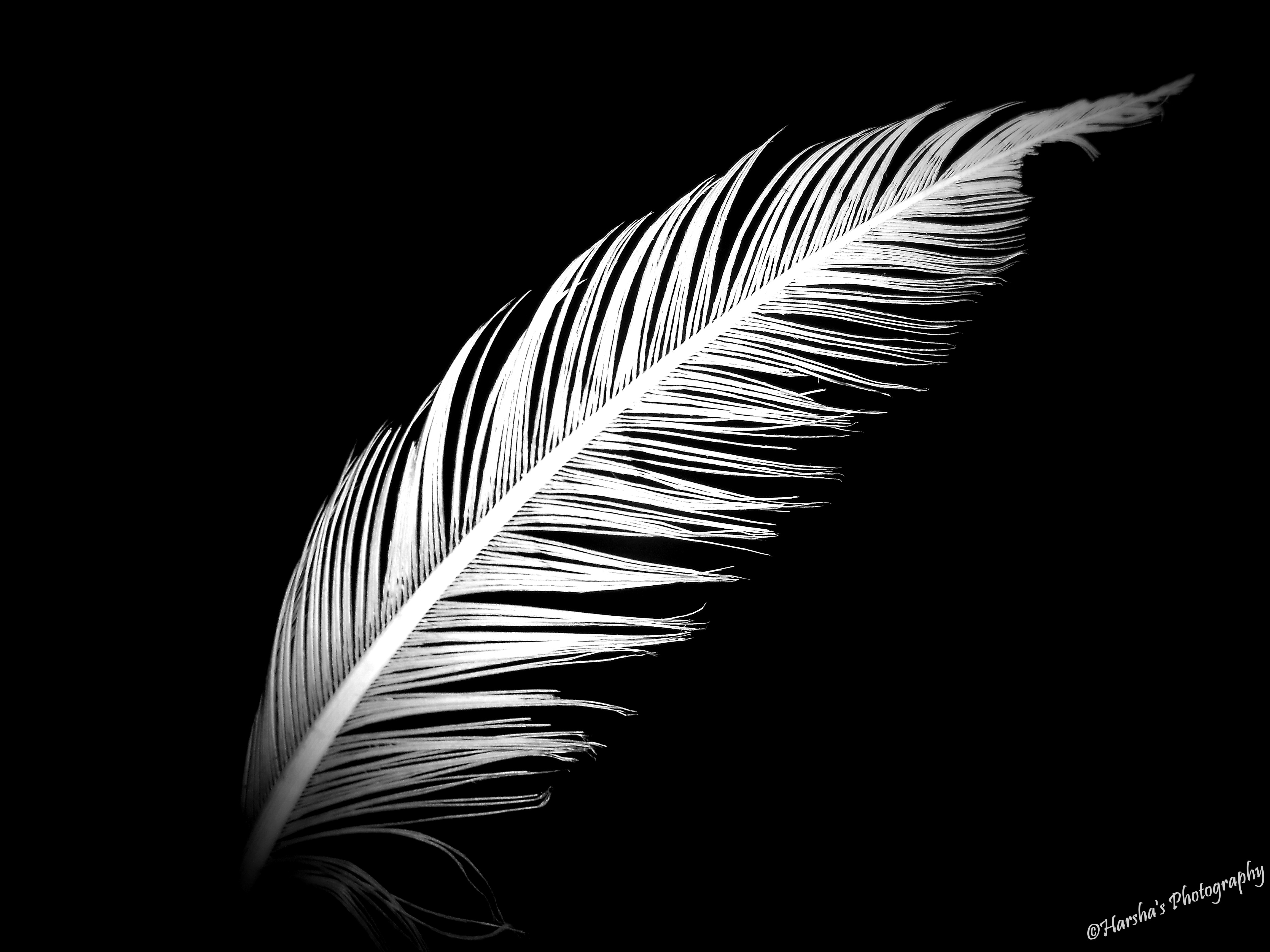 Withered Feather - White Feather Black Background , HD Wallpaper & Backgrounds
