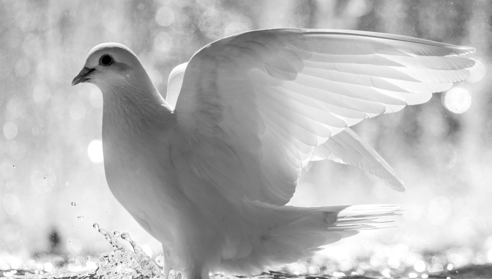 White, Squirt, Dove, Water, Bird, Feathers, Wings Desktop - White Dove , HD Wallpaper & Backgrounds