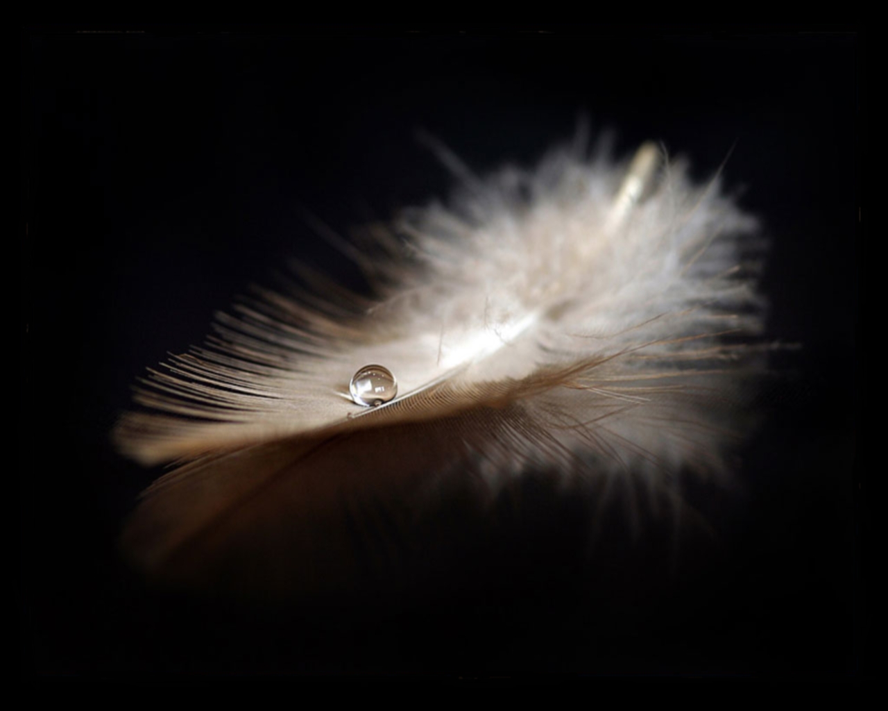 White Feather With A Drop - Обои На Рабочий Стол Перо , HD Wallpaper & Backgrounds