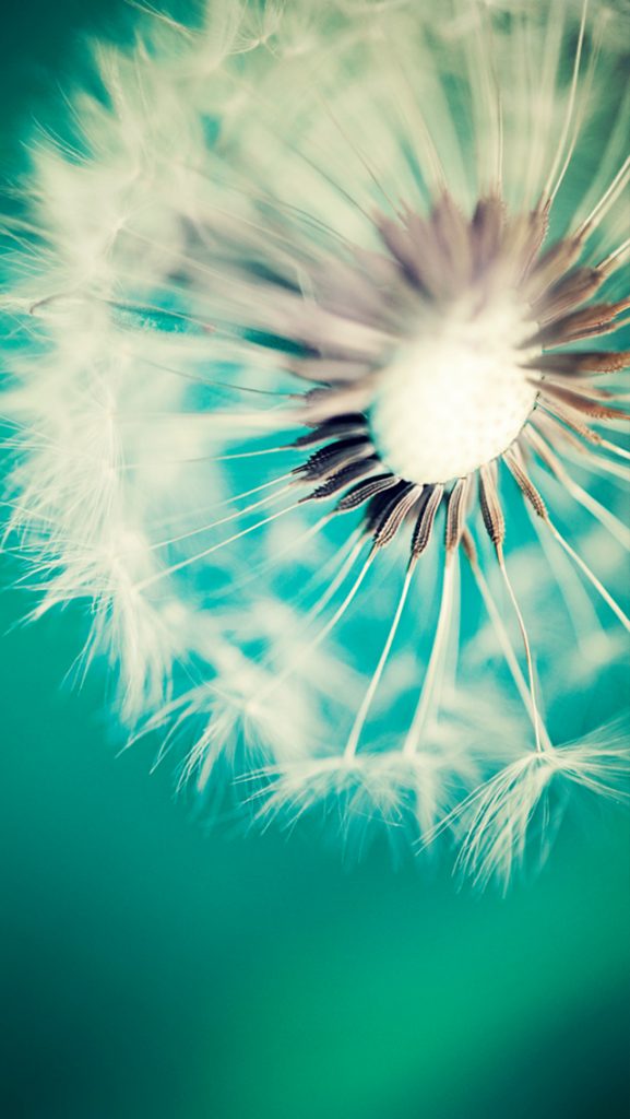 Dandelion Iphone Wallpaper - Phone Screen Backgrounds , HD Wallpaper & Backgrounds