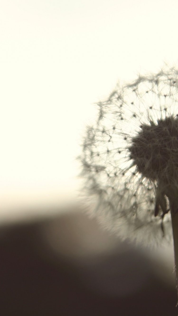 Dandelion Iphone Wallpaper - Dandelion , HD Wallpaper & Backgrounds