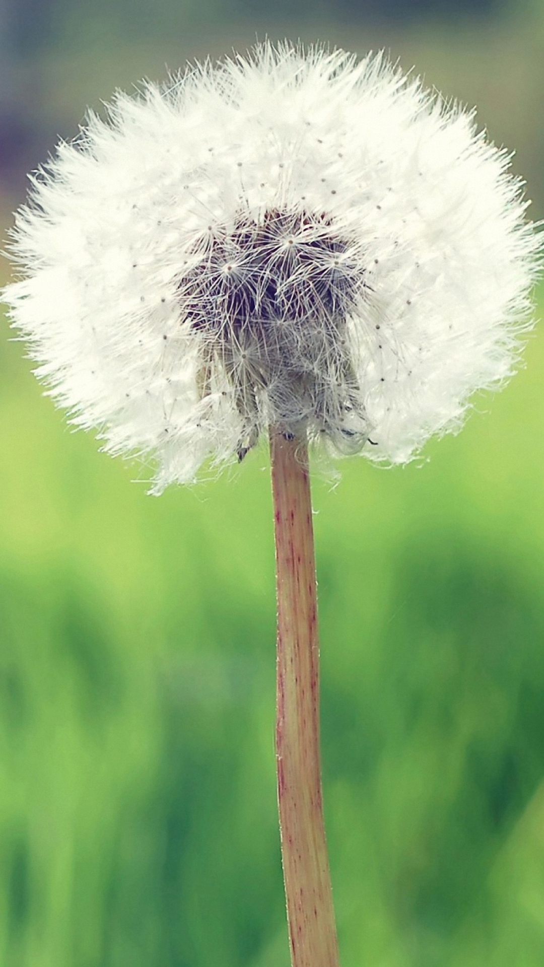 White Nature Dandelion Iphone 6 Wallpapers Hd - Beautiful Mini Flowers Hd , HD Wallpaper & Backgrounds