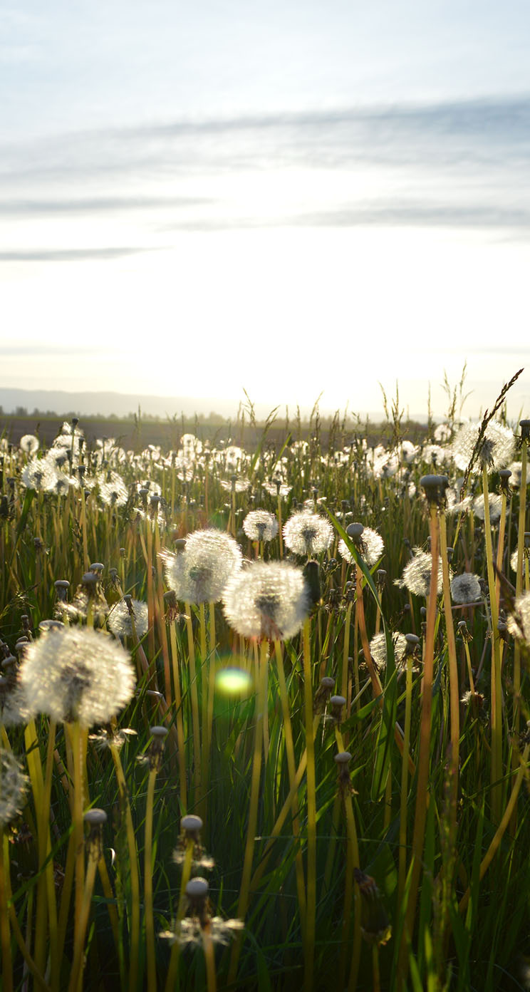 Dandelion Field Iphone Wallpaper - See Your Goodness In The Land , HD Wallpaper & Backgrounds