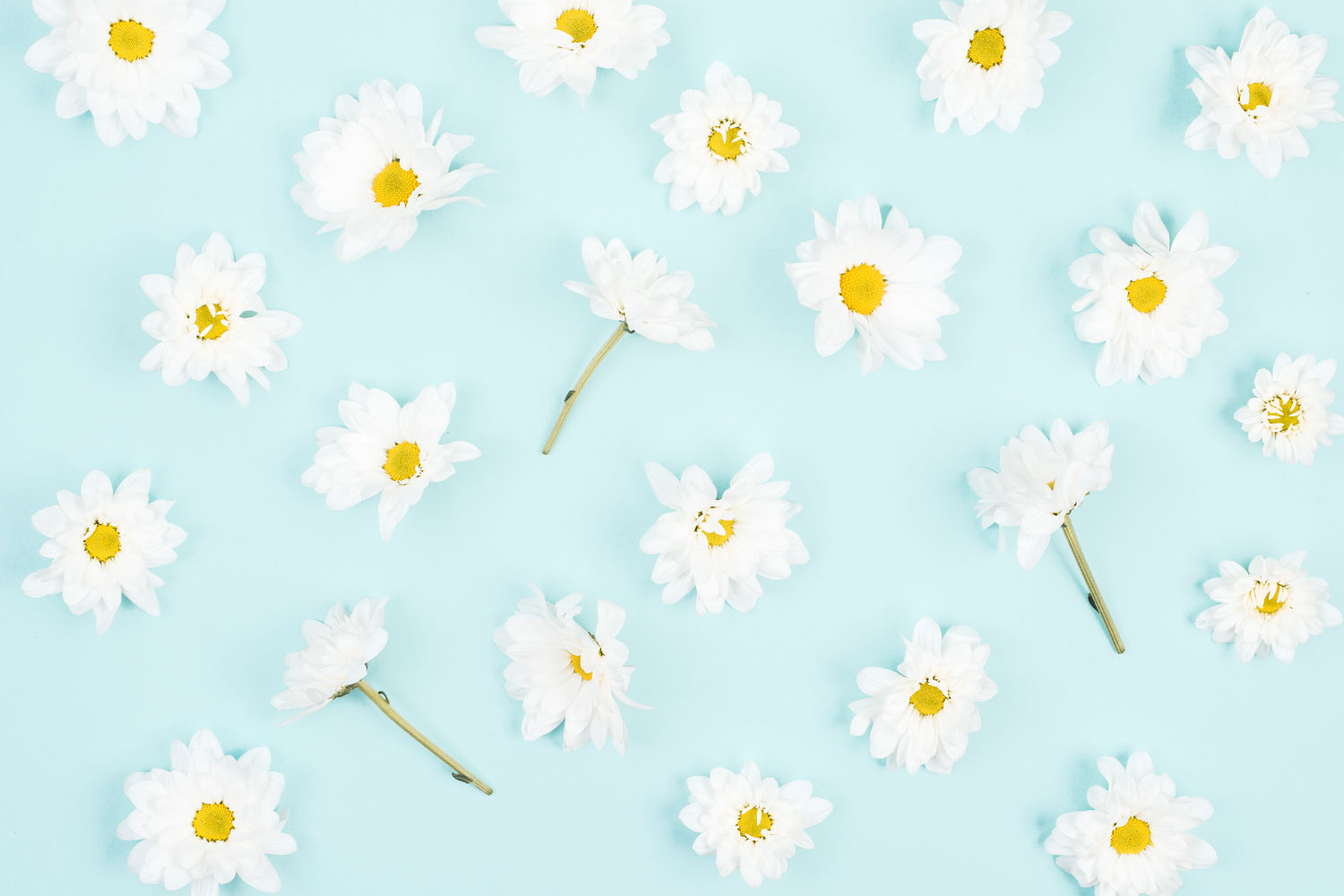 White Flower On Blue - Marguerite Daisy , HD Wallpaper & Backgrounds