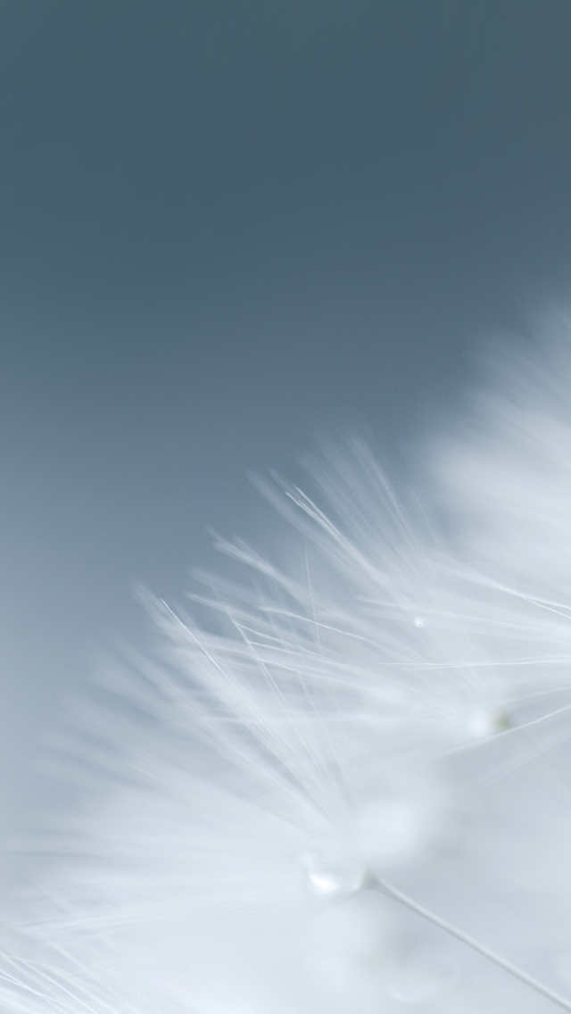 Dandelion Pure White - Macro Photography , HD Wallpaper & Backgrounds