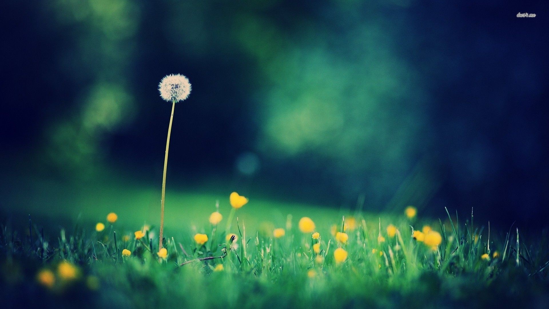 Dandelion Wallpapers - Abraham Hicks Unconditional Love Quotes , HD Wallpaper & Backgrounds