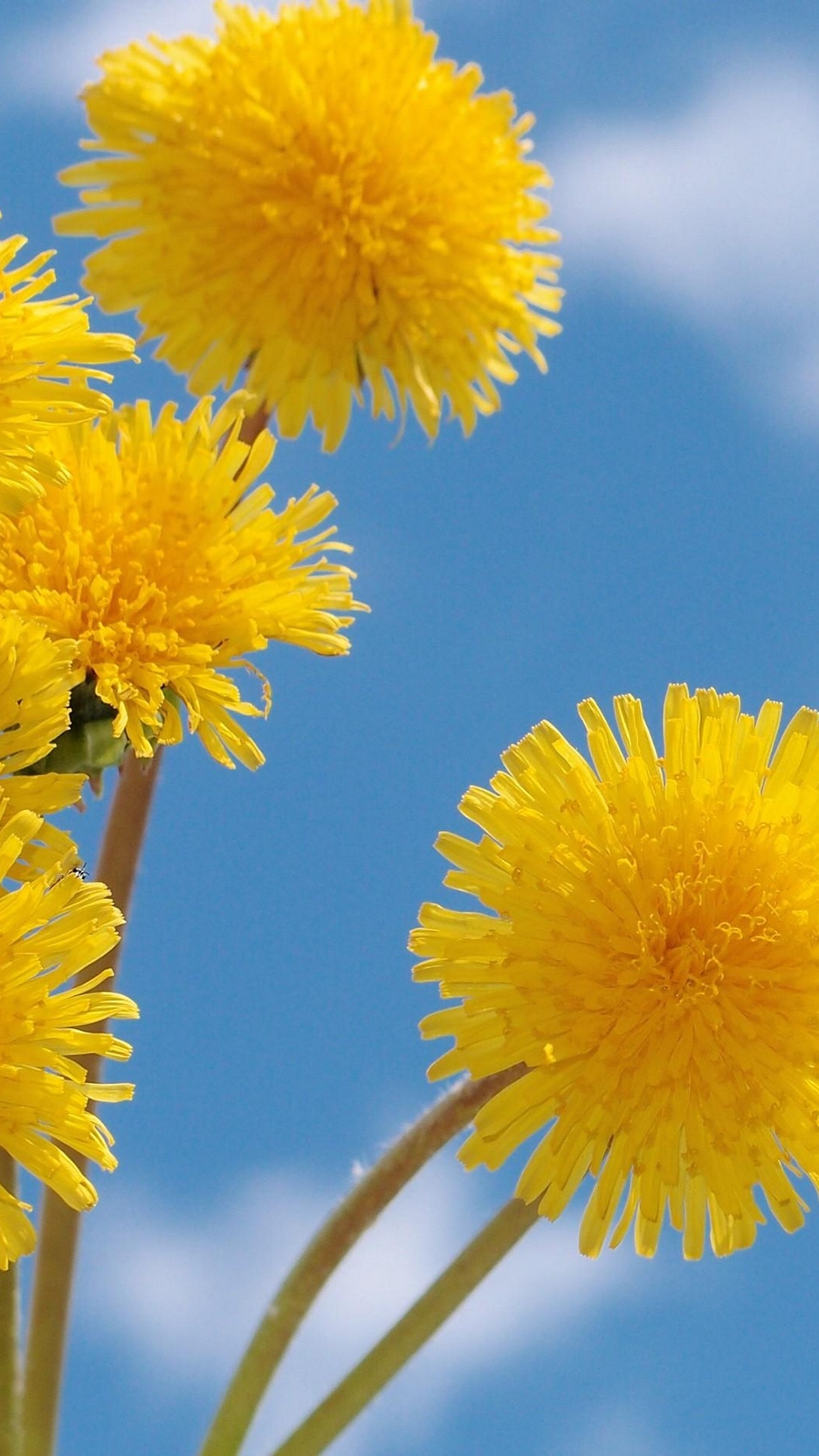 Wallpaper Dandelions, Flowers, Yellow, Fluffy, Sky - Yellow Dandelion , HD Wallpaper & Backgrounds