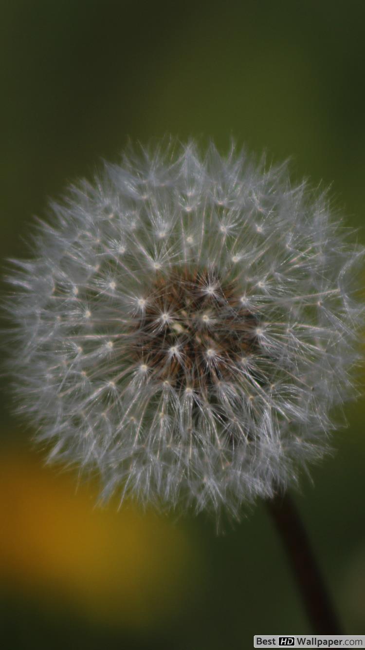 Dandelion Iphone Wallpaper - Samsung Galaxy , HD Wallpaper & Backgrounds