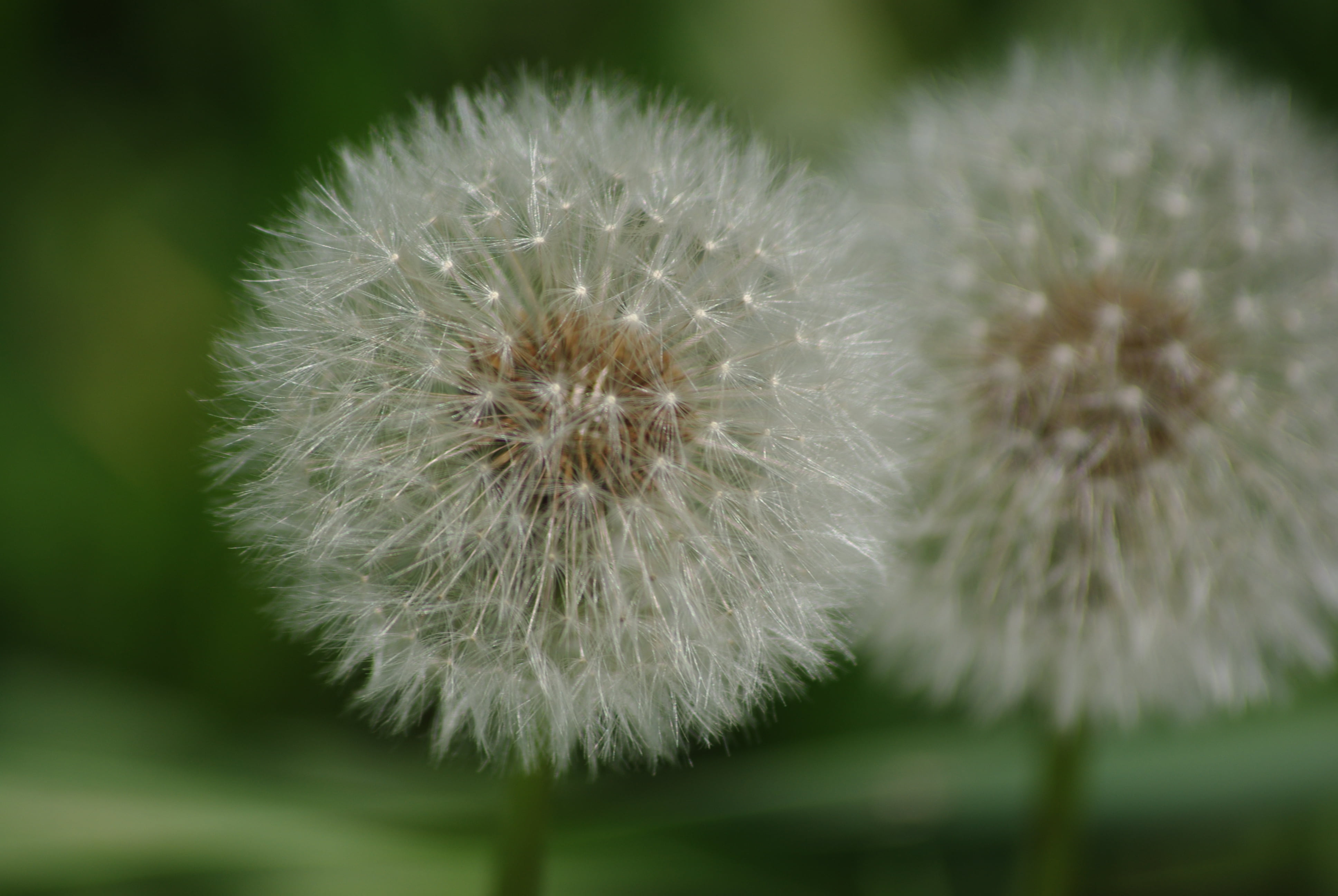 Shallow Focus Photography Of Dandelion During Daytime, , HD Wallpaper & Backgrounds