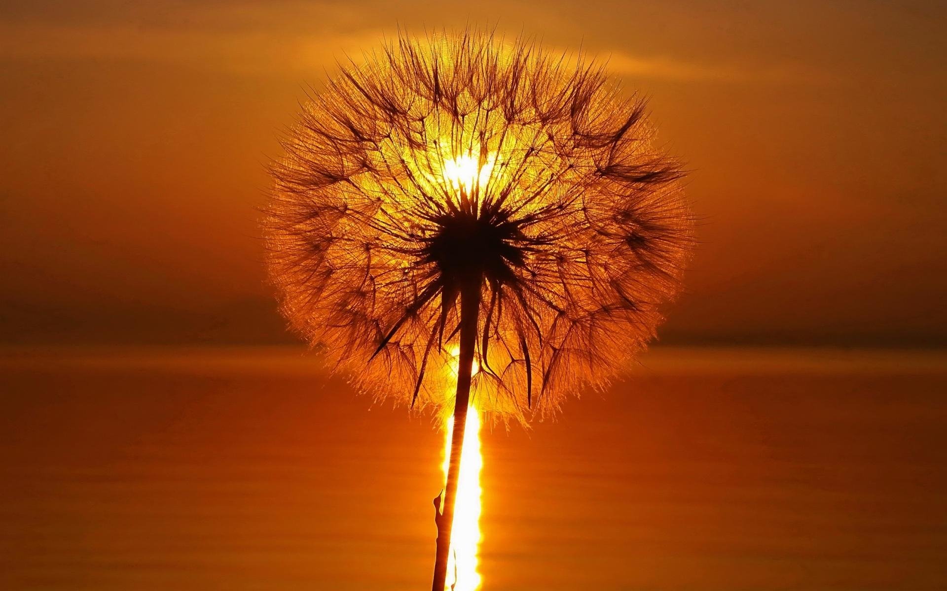 Hd Wallpaper - Background Dandelion , HD Wallpaper & Backgrounds