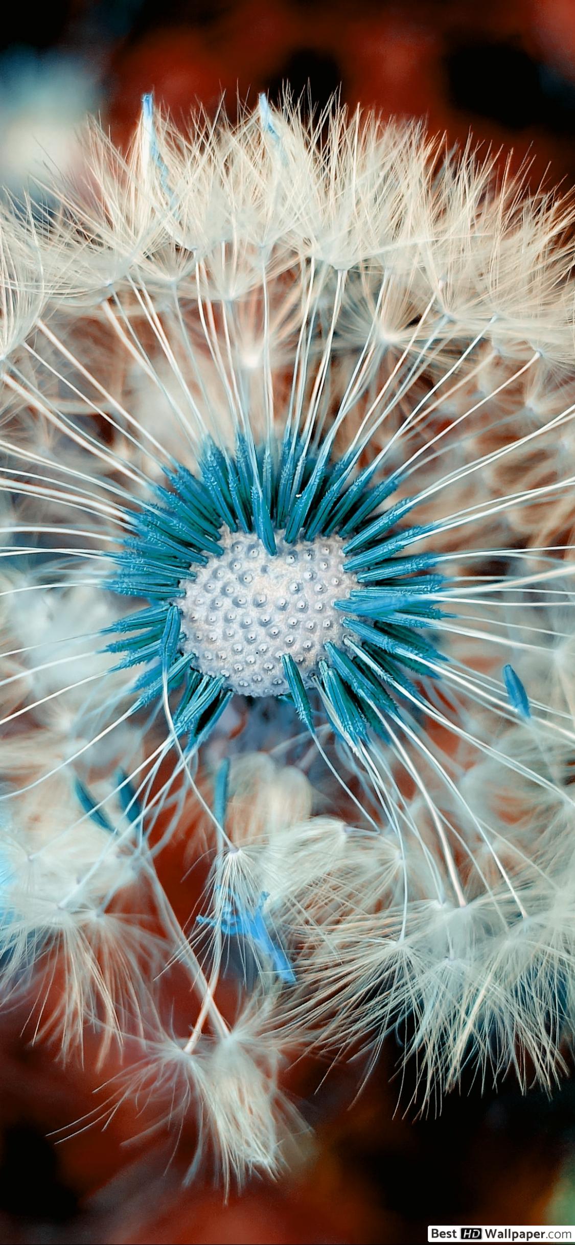 Apple Iphone X, - Dandelion , HD Wallpaper & Backgrounds