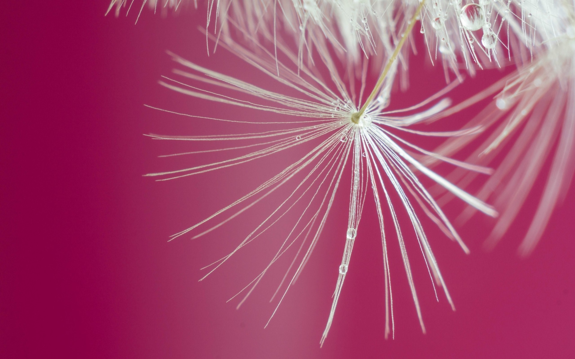 Pink Dandelion , HD Wallpaper & Backgrounds