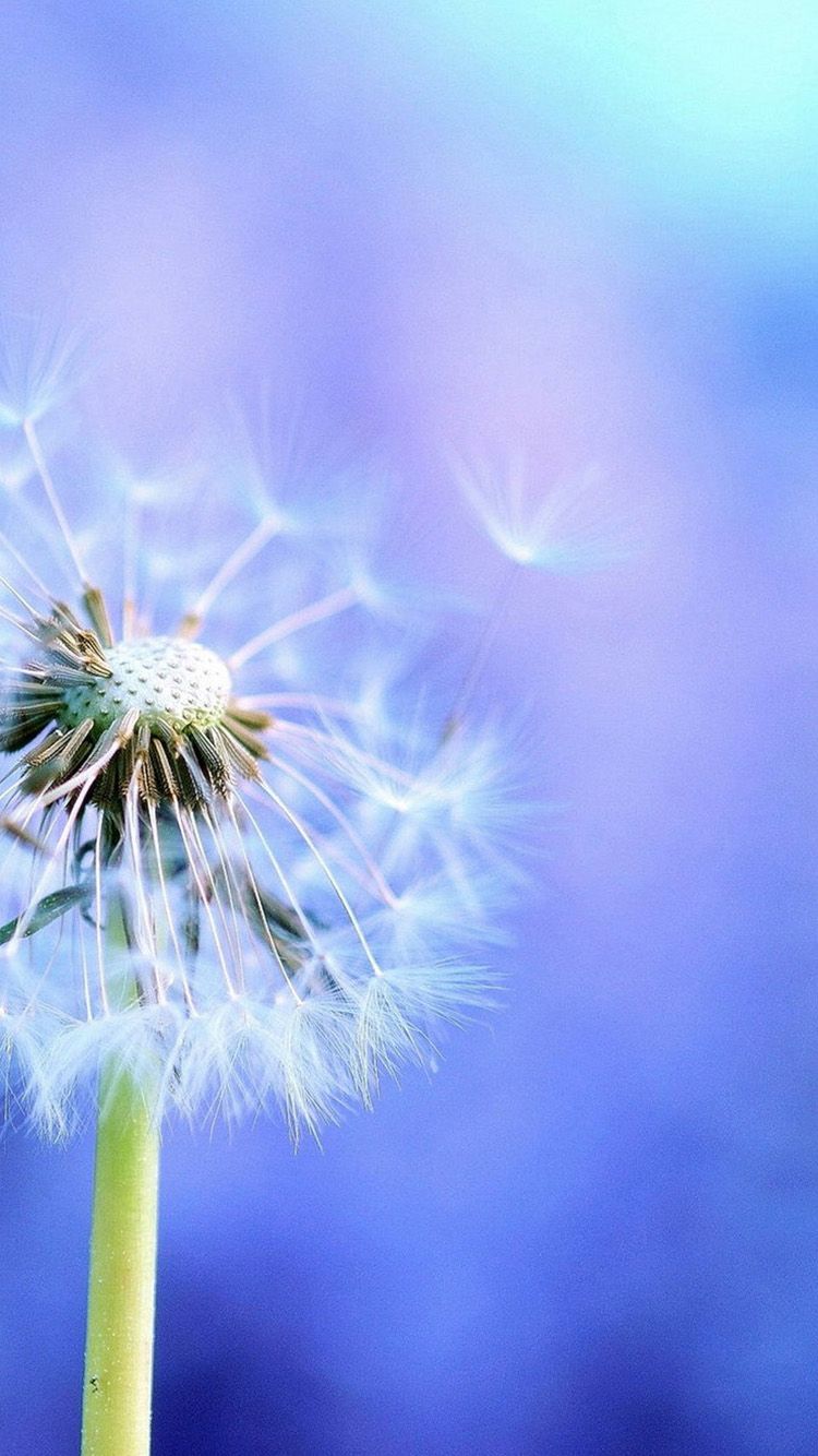 Dandelion - Dandelion Wallpaper Hd Iphone , HD Wallpaper & Backgrounds