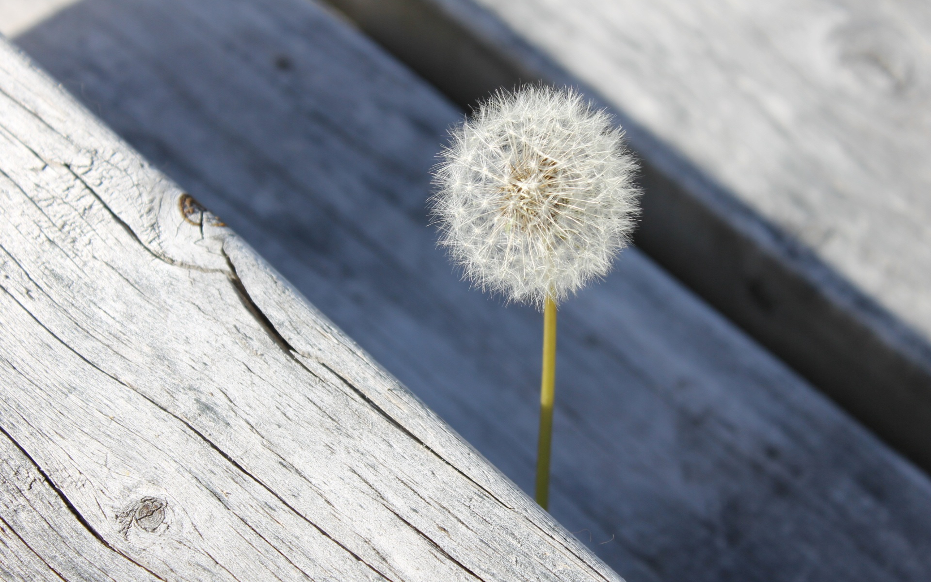 Wallpaper Nature, Dandelion Flower - Dandelion , HD Wallpaper & Backgrounds