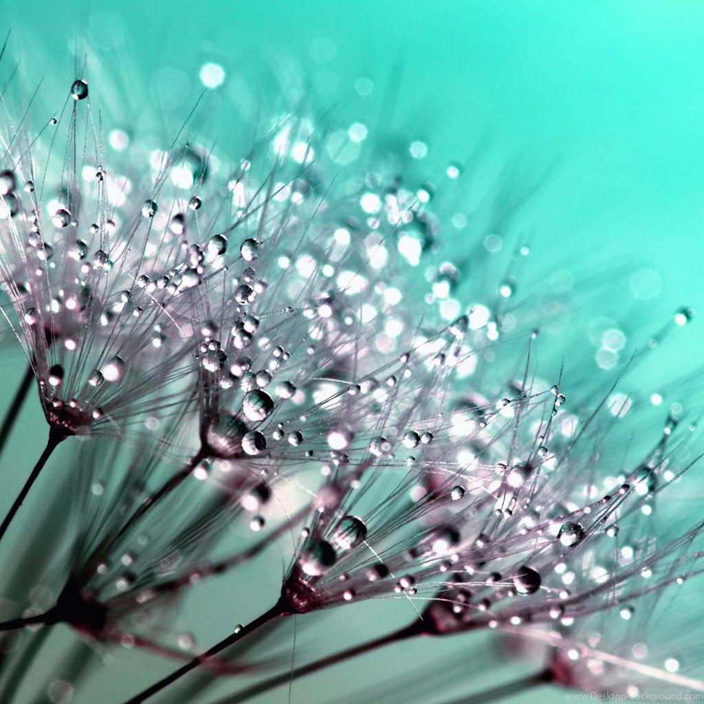Download Dew Drops On Dandelion Seeds Hd Wallpapers - Coole Hintergründe Fürs Handy , HD Wallpaper & Backgrounds