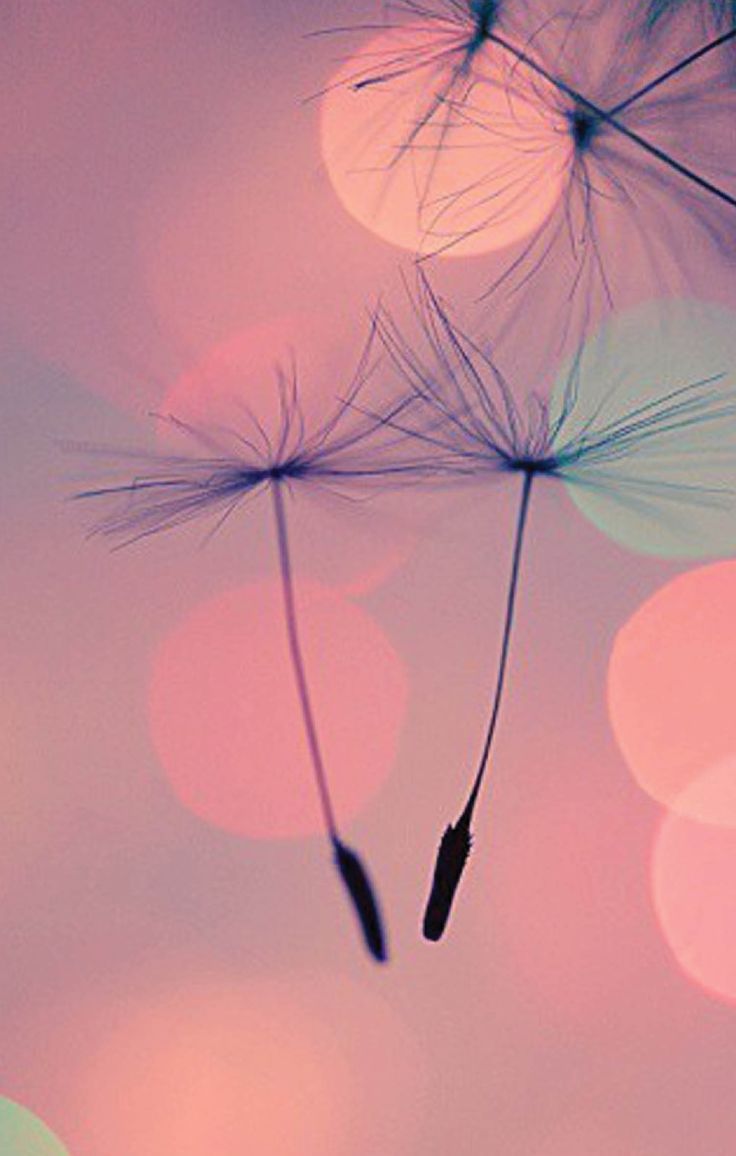 Dandelion Wallpaper For Iphone , HD Wallpaper & Backgrounds