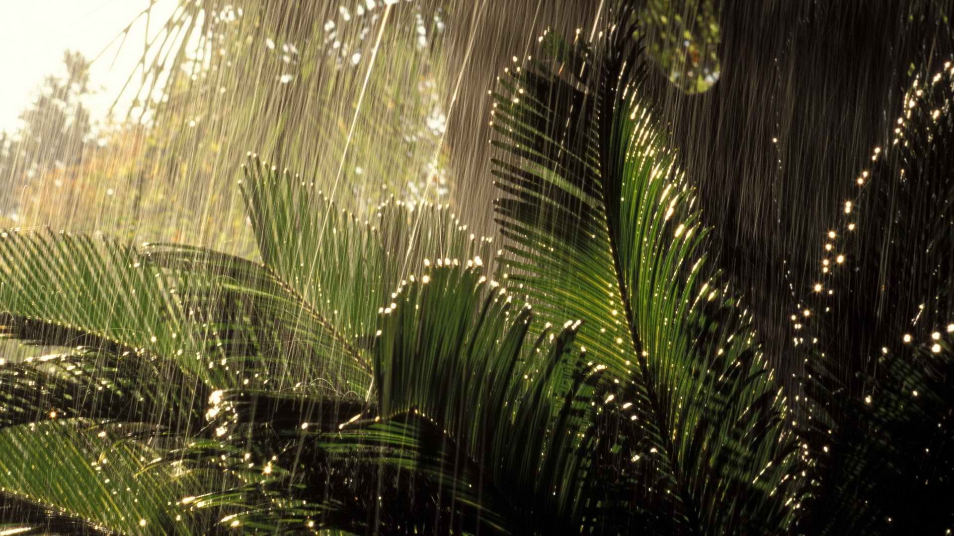 Jungle Full Hd Wallpaper - Nature Hd Rainy , HD Wallpaper & Backgrounds