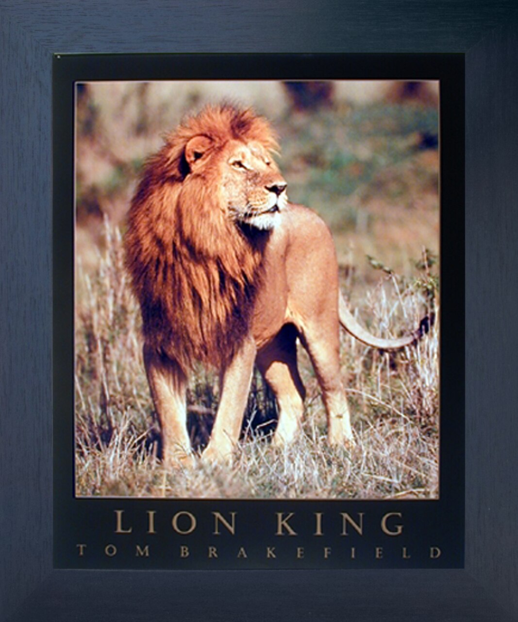 African Jungle Lion King Big Cat Animal Wildlife Wall Tiger