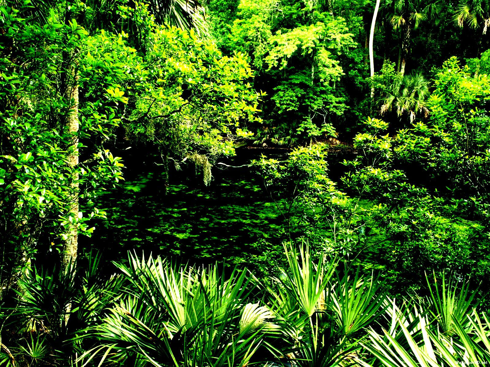 Jungle Trees Forest Tropical Green Nature - Jungle Trees , HD Wallpaper & Backgrounds