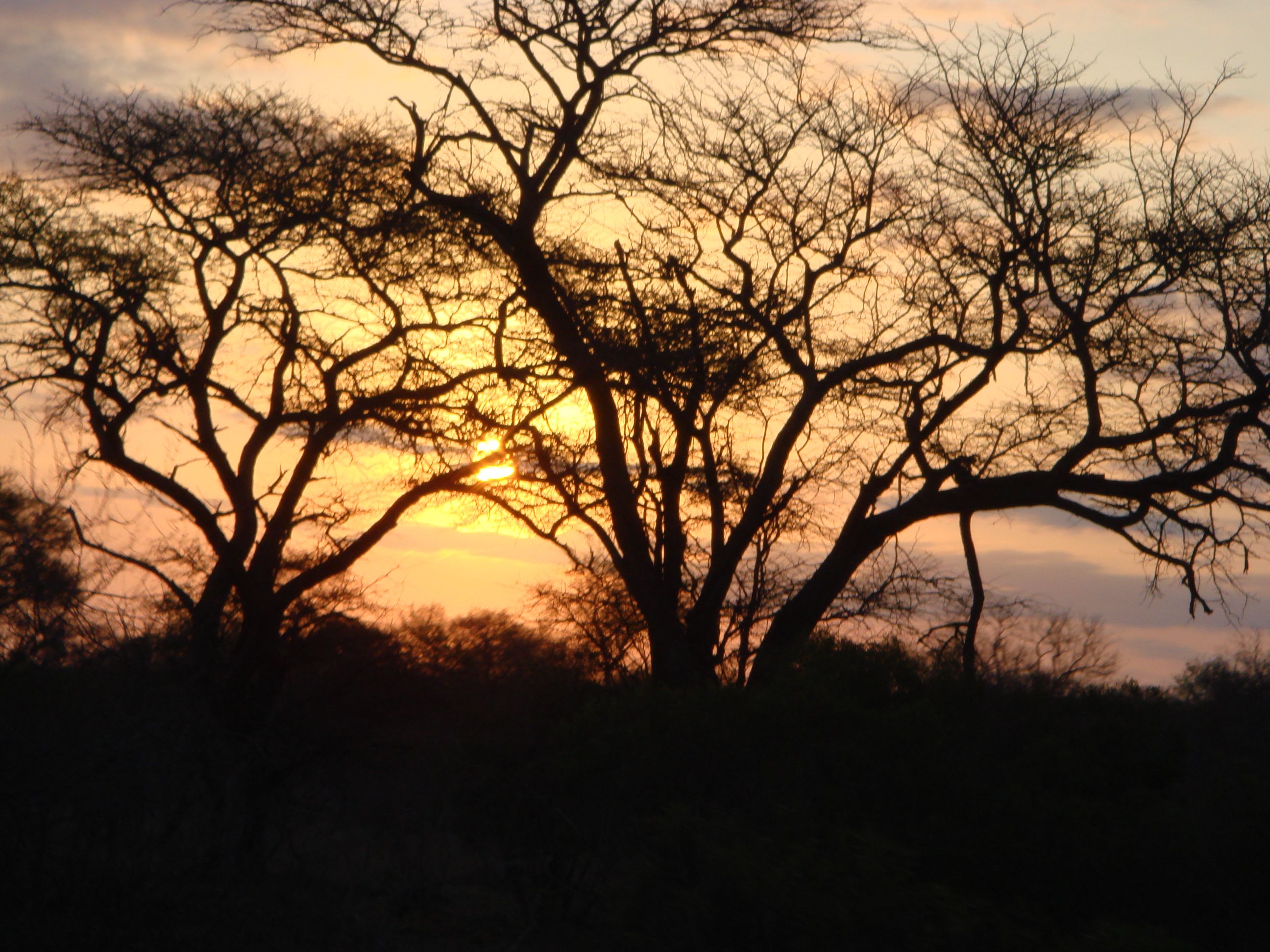 African Jungle, Sunset, Nature, Outdoor, Cheetahs, - African Jungle Background , HD Wallpaper & Backgrounds