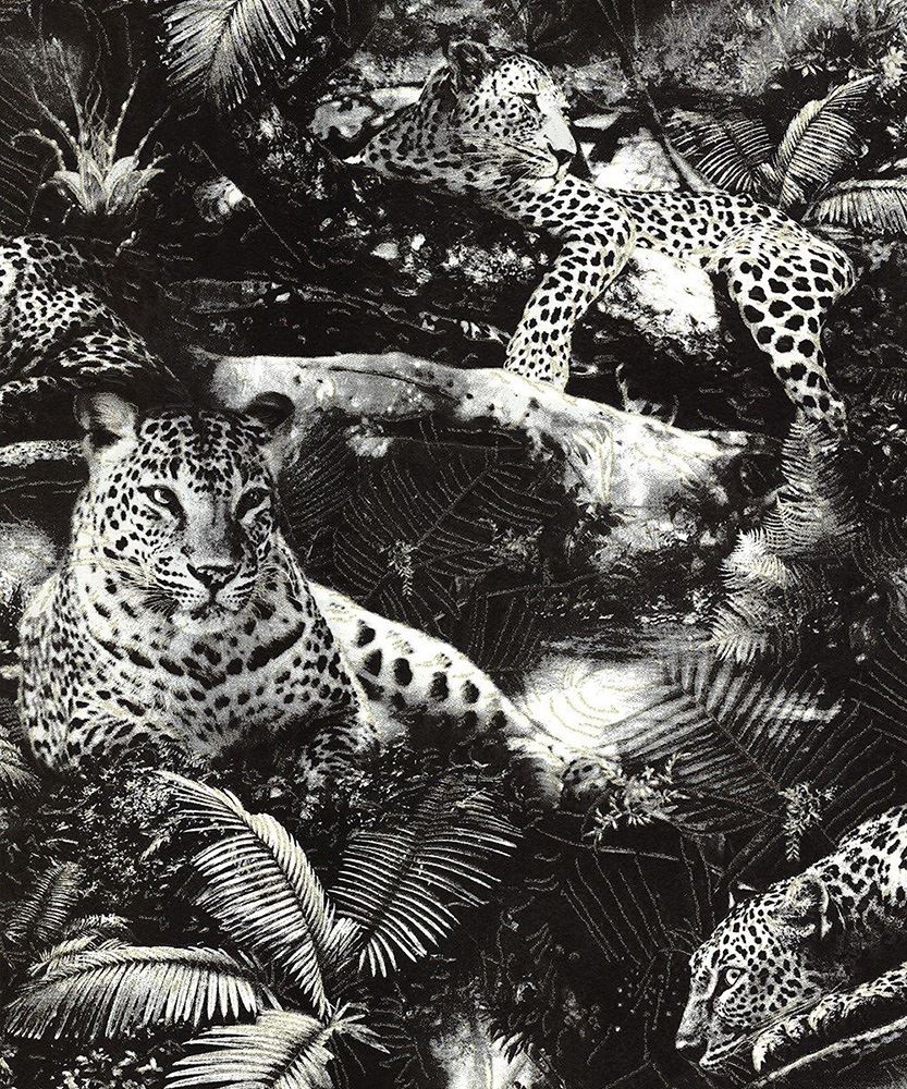 Leopard Jungle , HD Wallpaper & Backgrounds