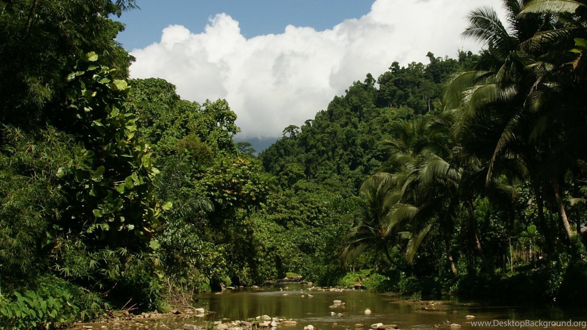 Popular - Jungle River , HD Wallpaper & Backgrounds