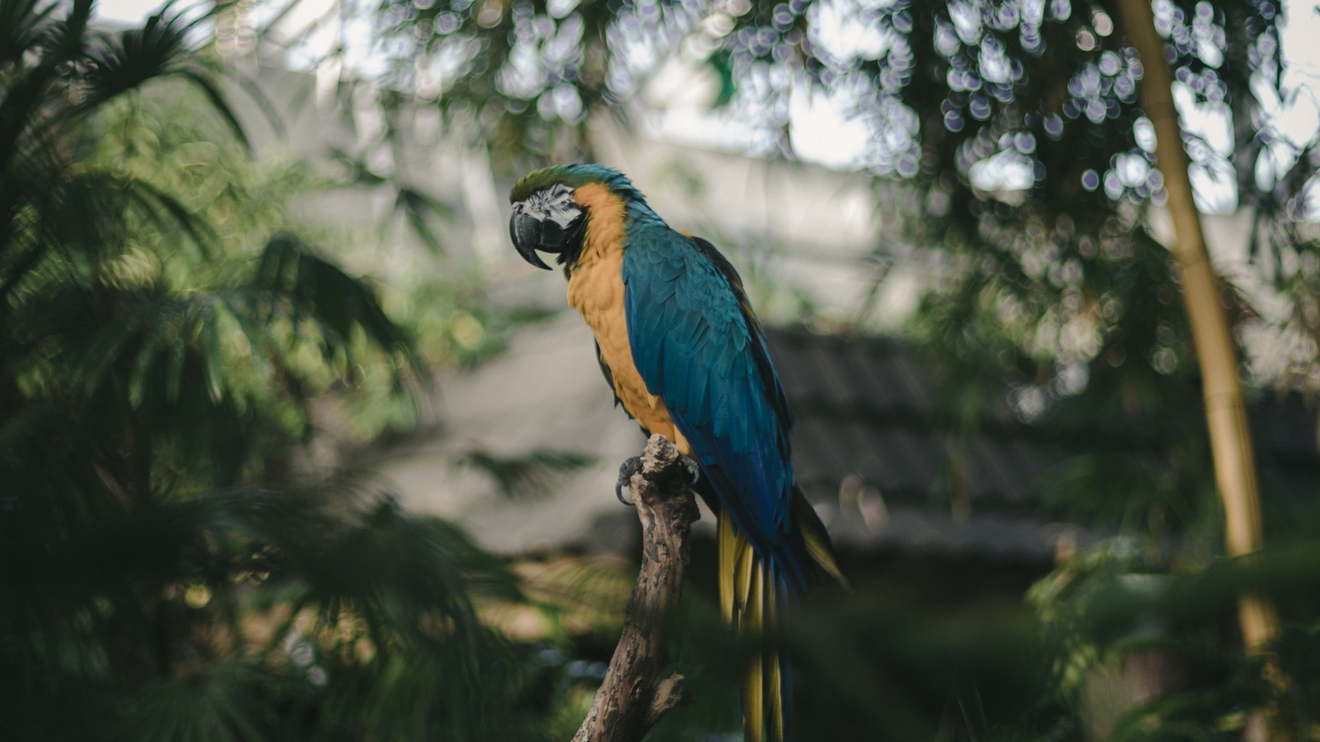 Wallpaper Parrot, Macaw, Jungle, Palm, Bird, Color, - Wallpaper , HD Wallpaper & Backgrounds