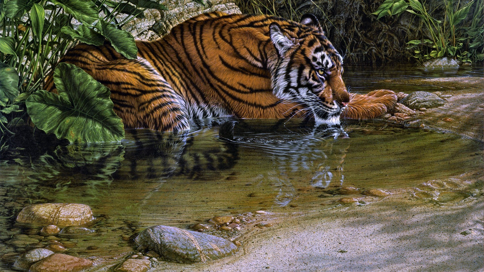 Full Hd Wallpaper Tiger Puddle Predator Jungle Reflection - Full Hd Wallpaper Jungle , HD Wallpaper & Backgrounds