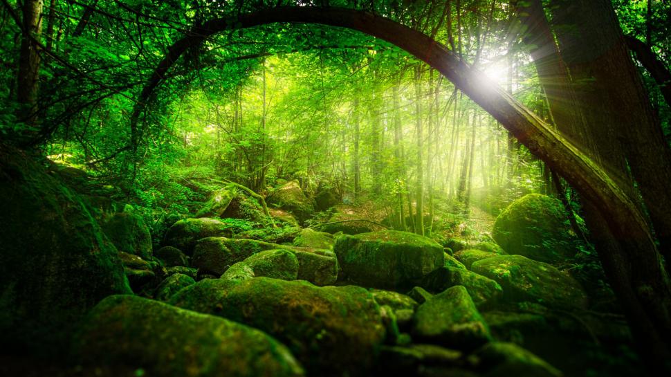 Nature, Forest, Jungle, Trees, Sunshine, Green Moss, - Buy 5 Piece Canvas Forest , HD Wallpaper & Backgrounds