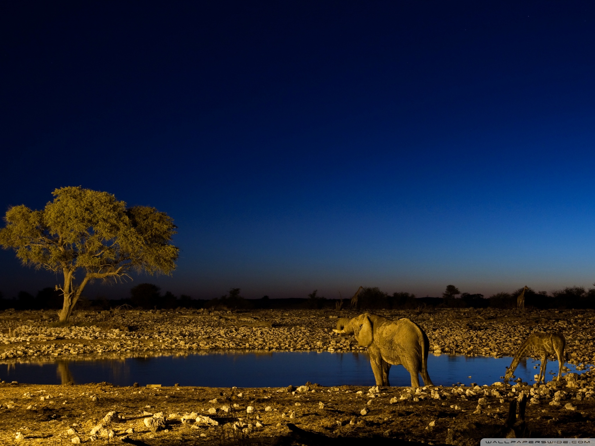 Standard - Night Game Drive And Bush Dinner From Victoria Falls , HD Wallpaper & Backgrounds
