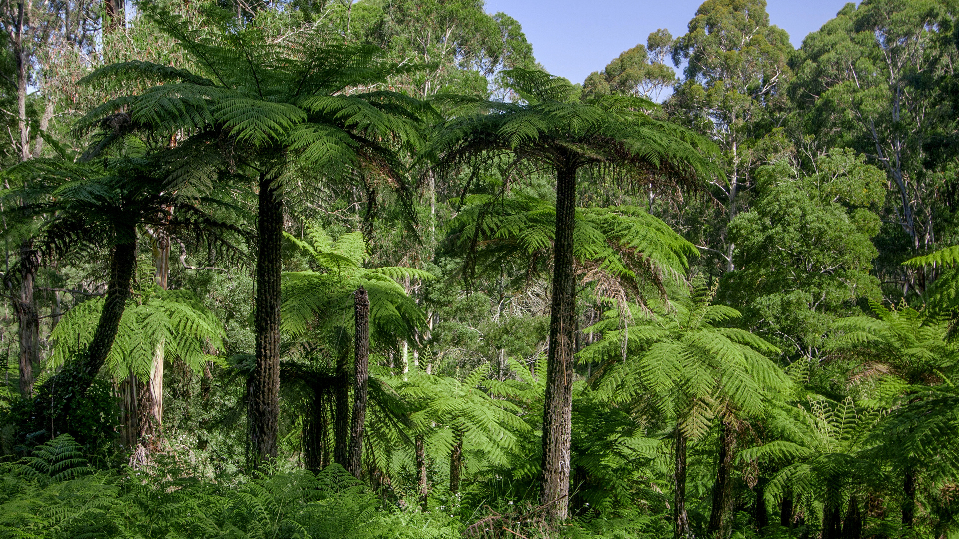 Vegetation, Tree, Tropical Rainforest, Jungle, Arecales - Австралия Пальмы , HD Wallpaper & Backgrounds