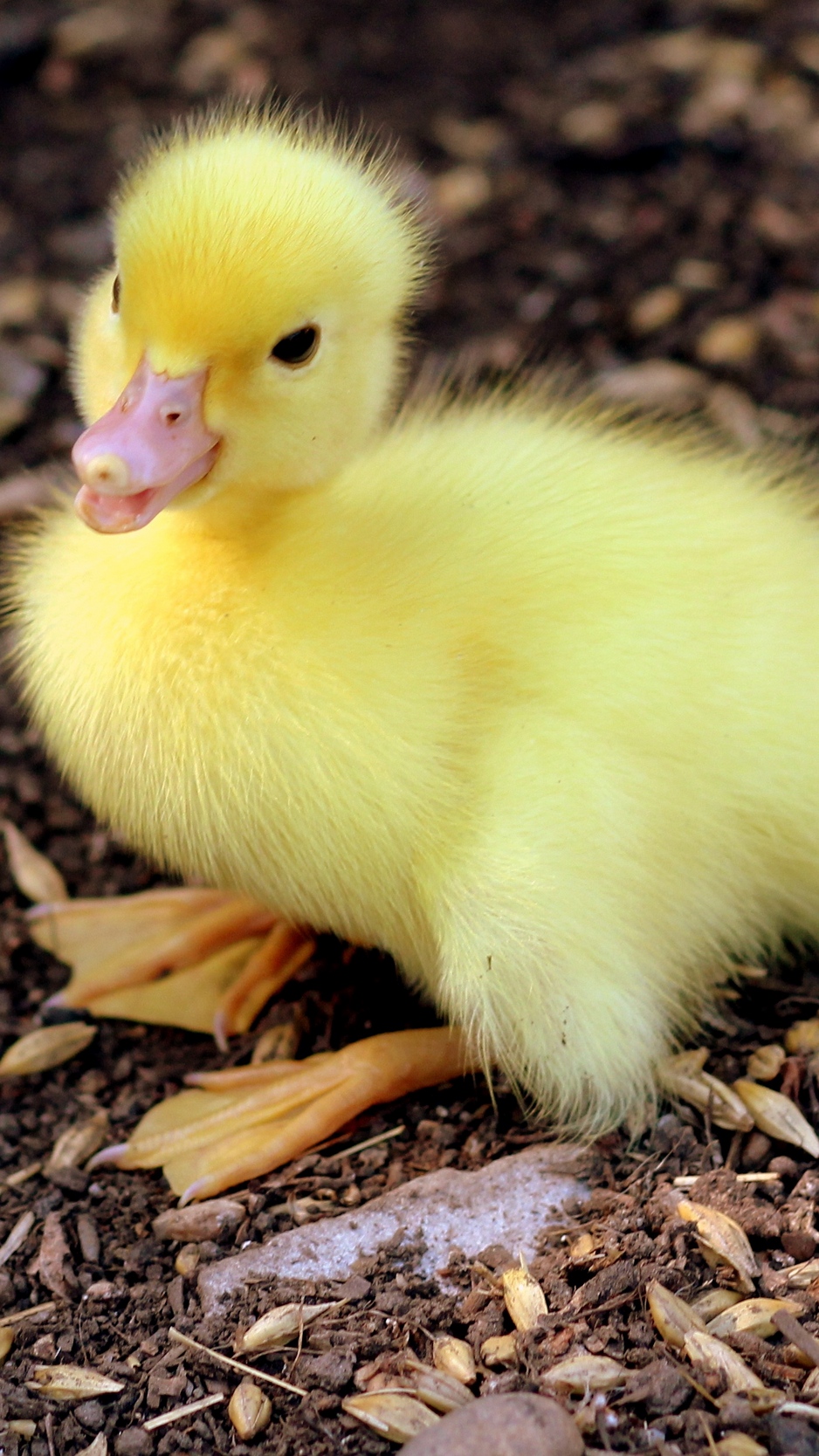 Wallpaper Duckling, Chick, Baby - Baby Duck Wallpaper Iphone , HD Wallpaper & Backgrounds