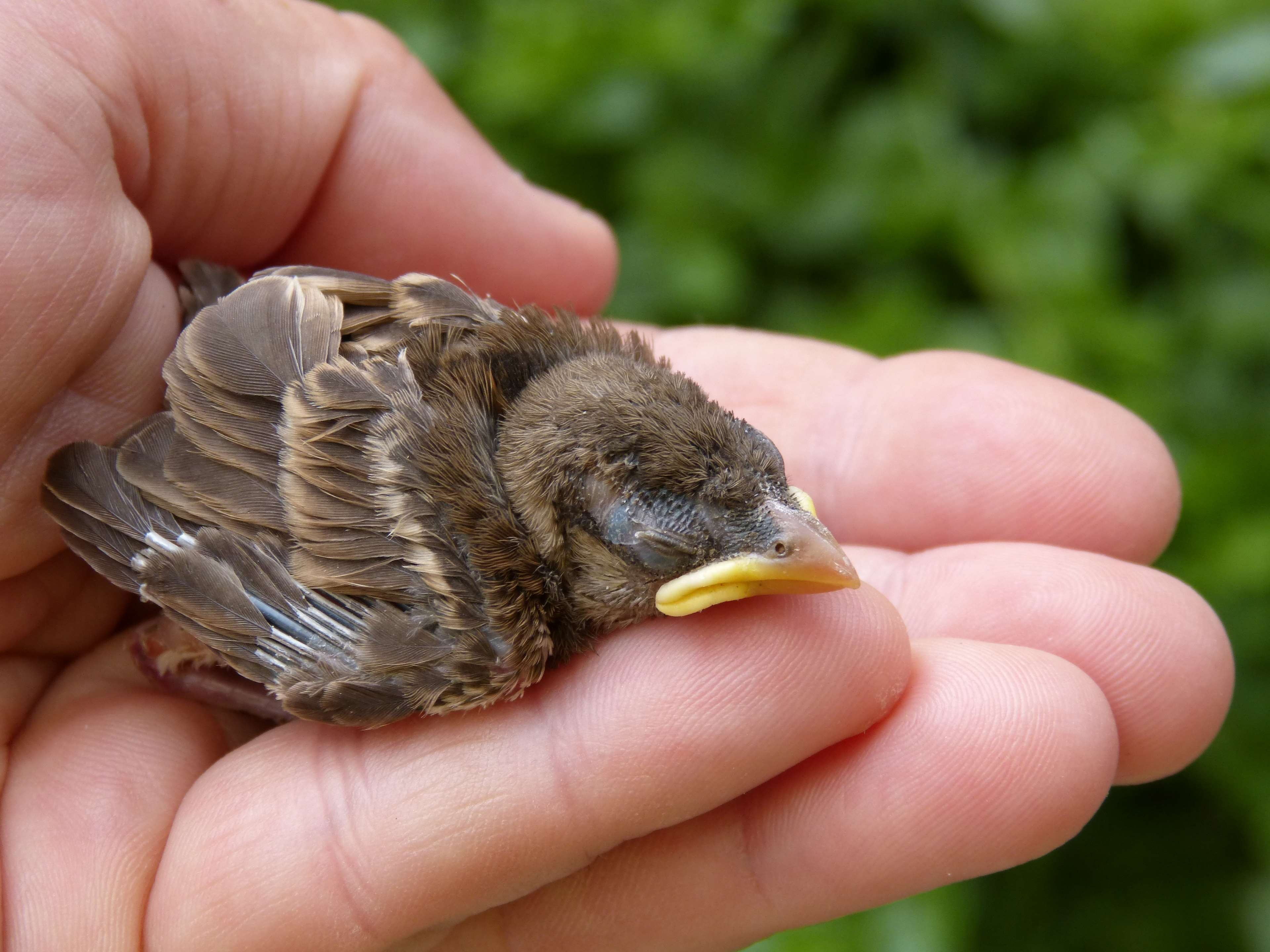 Avian, Baby, Bird, Care, Chick, Close Up, Cute, Daylight - Baby Sparrow , HD Wallpaper & Backgrounds