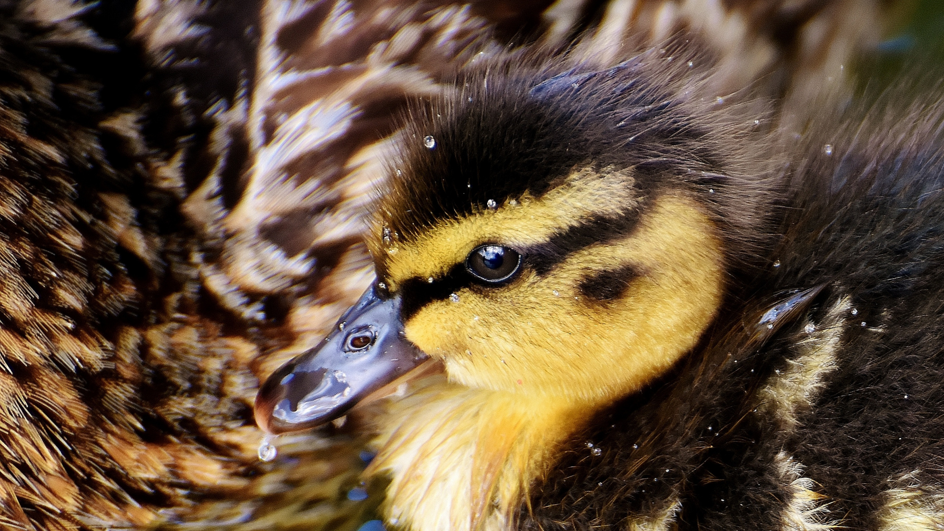 Wallpaper Mallard, Duck, Baby Birds, Chick , HD Wallpaper & Backgrounds