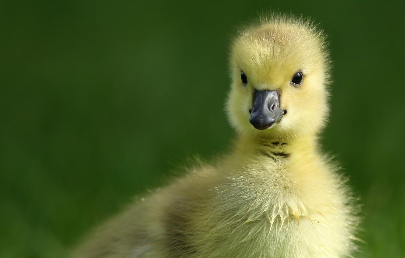 Photo Wallpaper Baby, Chick, Gosling - Duck , HD Wallpaper & Backgrounds