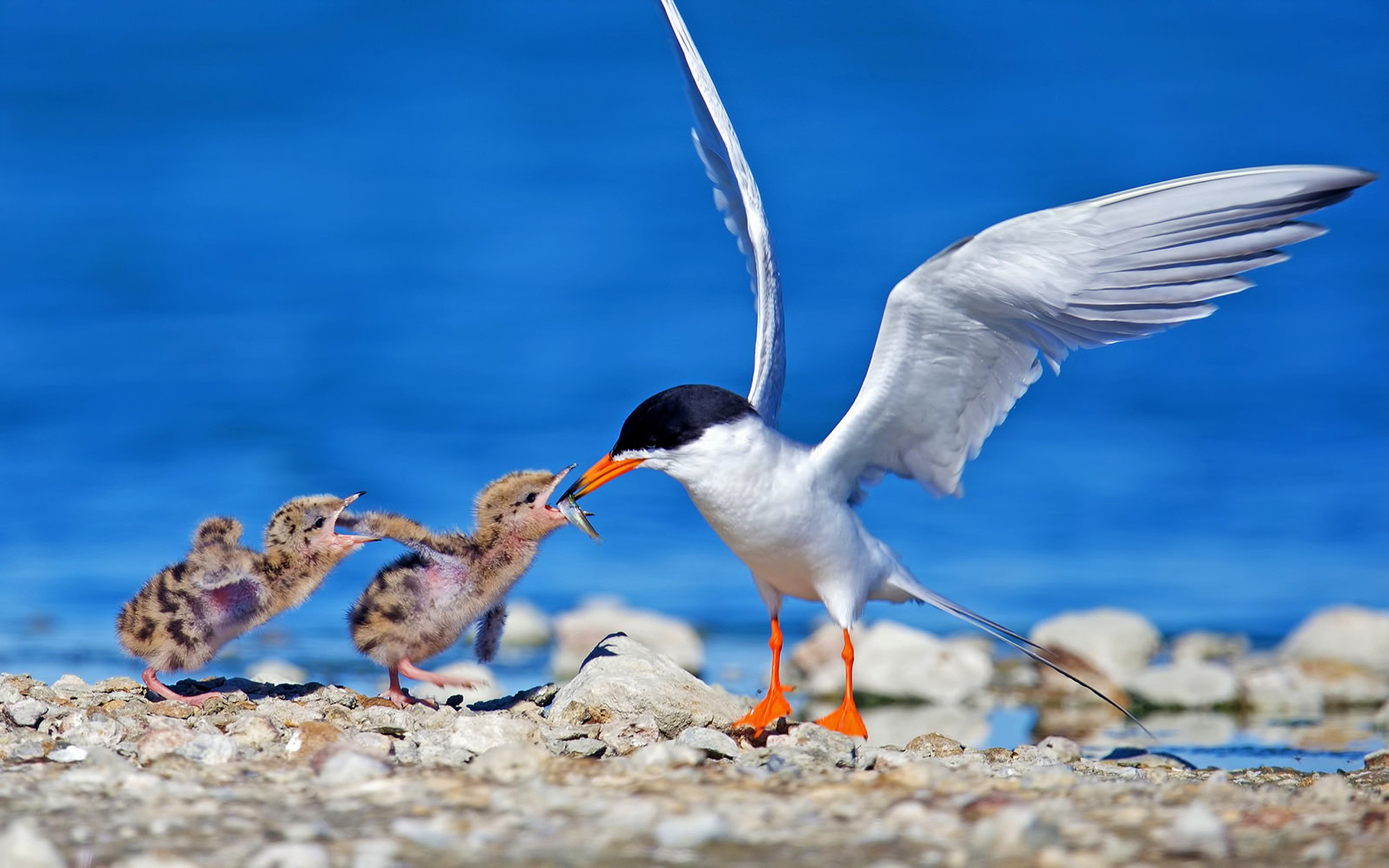 Bird, Eating, Seagull, Baby Animal, Chick, Animal Wallpaper - Wallpaper , HD Wallpaper & Backgrounds