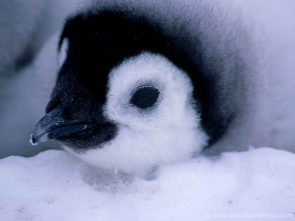 Penguins Images Empror Chick Hd Wallpaper And Background - Emperor Penguin Chick , HD Wallpaper & Backgrounds
