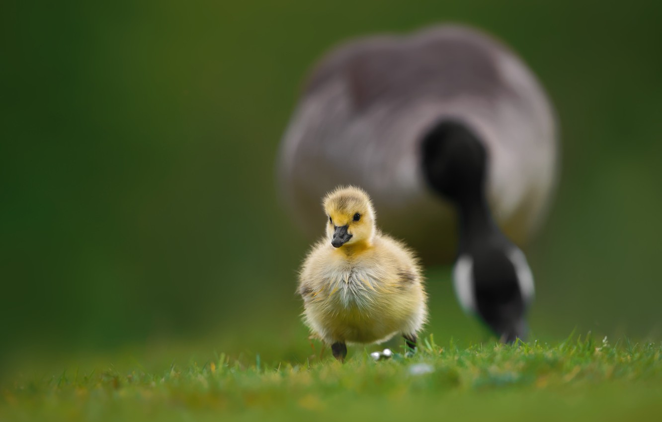 Photo Wallpaper Grass, Bird, Baby, Walk, Chick, Goose, - Duck , HD Wallpaper & Backgrounds