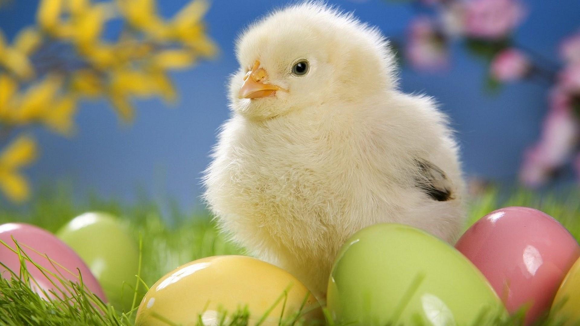 Chick-wallpapers 37841 - Happy Easter 2018 Chicks , HD Wallpaper & Backgrounds
