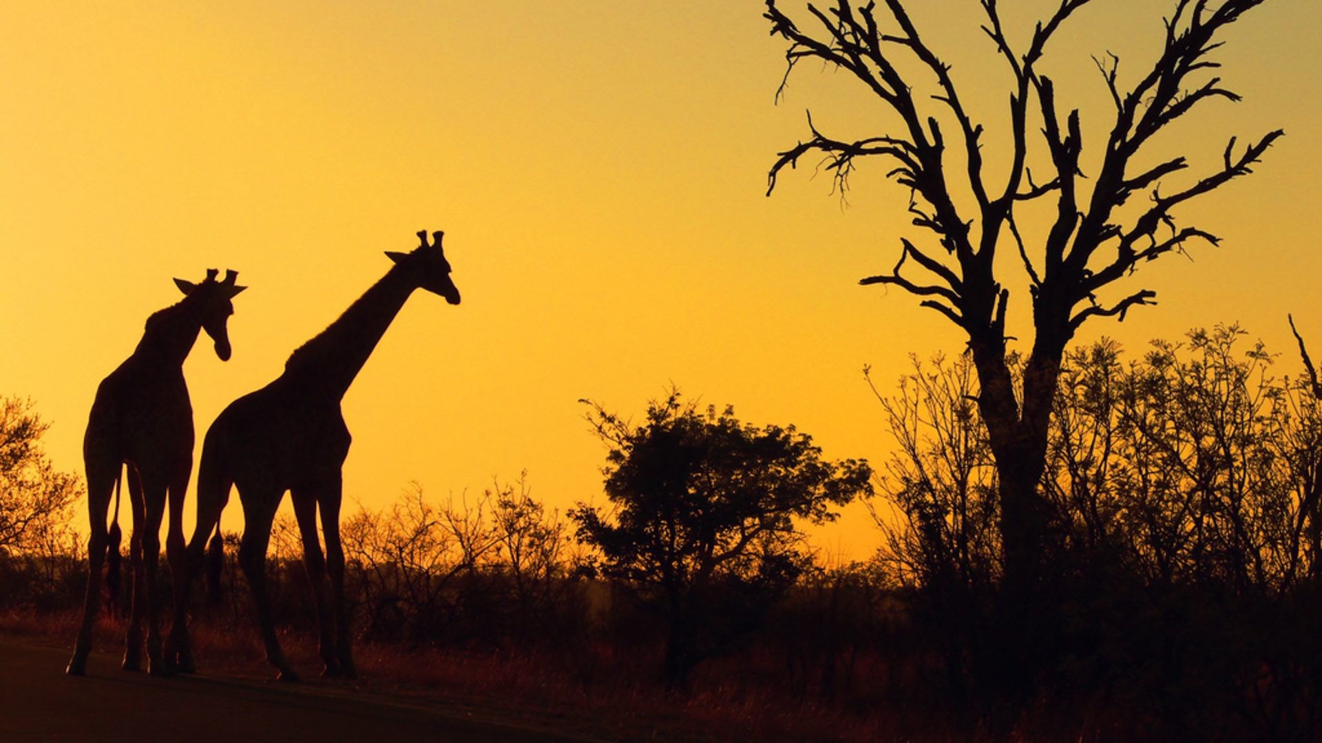 Safari Wallpaper Hd Africa - Sunset Kruger National Park , HD Wallpaper & Backgrounds